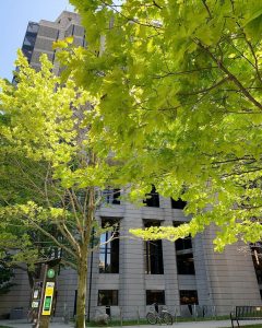 Tree in front of Robarts Library in summer